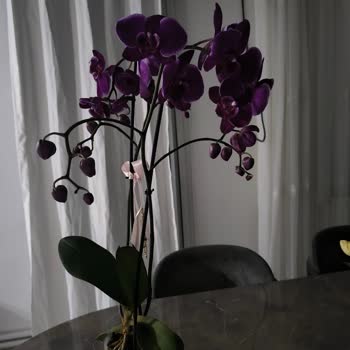 Sağlıksız Orkide Ve Bilgi Eksikliği Hayal Kırıklığı Yarattı