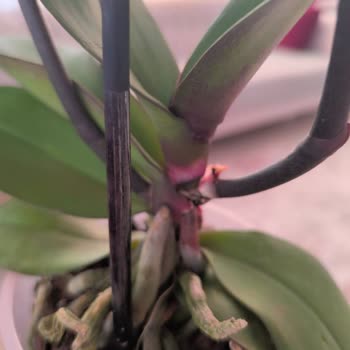 Sağlıksız Orkide Ve Bilgi Eksikliği Hayal Kırıklığı Yarattı