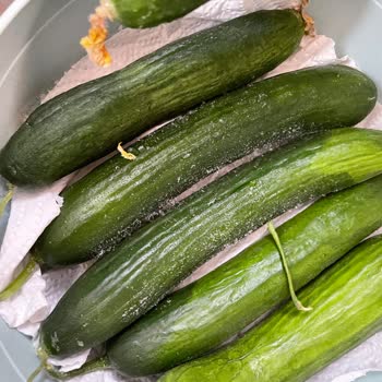 Yeni Alınan Buzdolabında Bitmeyen Gürültü Ve Servis Mağduriyeti