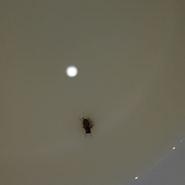 Sütün İçinden Böcek Ve Kıl Çıkması