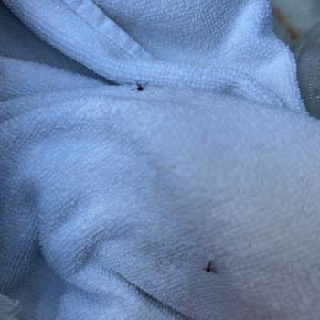 Sivrisinek Sorunu Çocuğumun Sağlığını Tehdit Ediyor, Acil Çözüm Bekliyorum