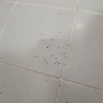 Detan Karınca Yemi Karıncaları Uzaklaştırmıyor