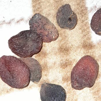 Aldığım Çerezya Gün Kurusu Beklentilerimi Karşılamadı