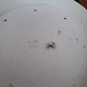 Yeni Alınan Üçgen Peynirde Küf Problemi Ve Hayal Kırıklığı