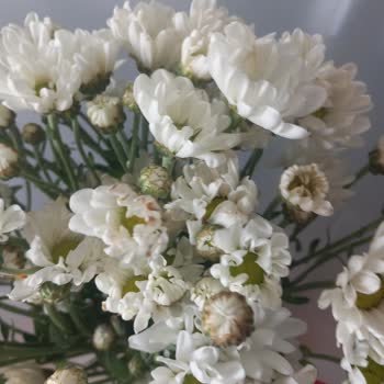 ÇiçekSepeti Siparişim Hem Geç Hem De Solmuş Çiçeklerle Teslim Edildi