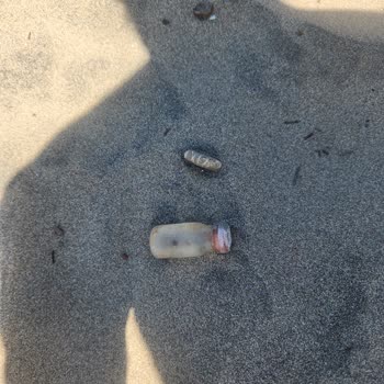 Bartın Belediyesi İnkumlu Plajı'nda Temizlik Yok