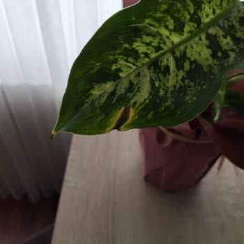 Gönderilen Çiçekler Çürük Ve Solmuş Geldi, Büyük Hayal Kırıklığı Yaşadım