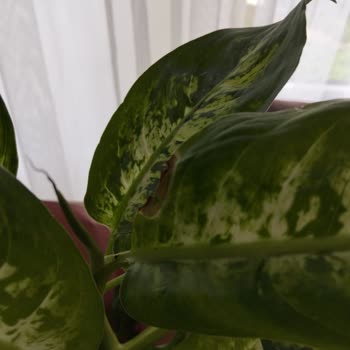 Gönderilen Çiçekler Çürük Ve Solmuş Geldi, Büyük Hayal Kırıklığı Yaşadım