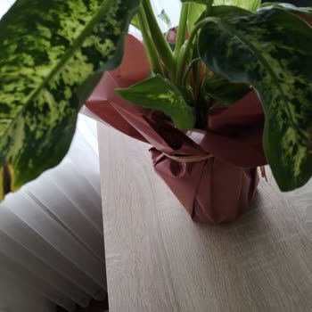 Gönderilen Çiçekler Çürük Ve Solmuş Geldi, Büyük Hayal Kırıklığı Yaşadım