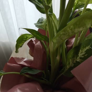 Gönderilen Çiçekler Çürük Ve Solmuş Geldi, Büyük Hayal Kırıklığı Yaşadım