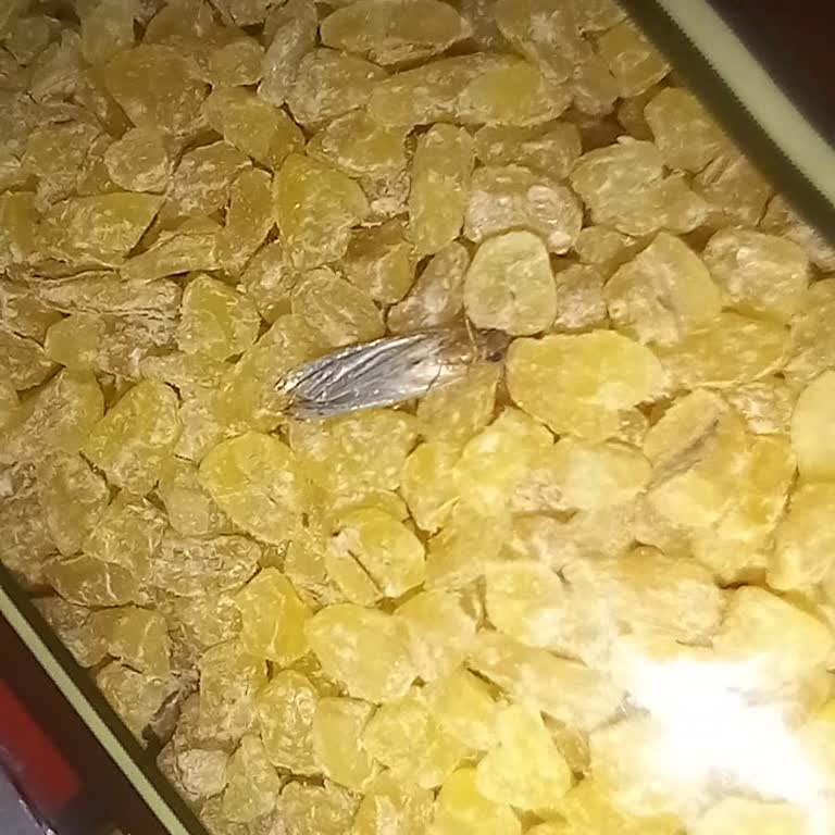 Aldığım Kapalı Bulgur Paketinde Canlı Kelebek Çıktı, Ürün Değişimi Veya İade Talebim Var