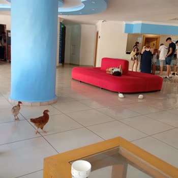 Paradise Club Otelde Hijyen Eksikliği Ve Ücret İadesi Mağduriyeti