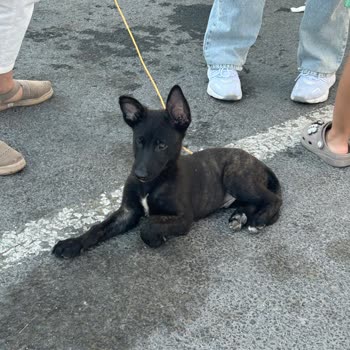 Bagajda Sahipsiz Hayvan Taşınmasına Tepki Ve Güvenlik Endişesi