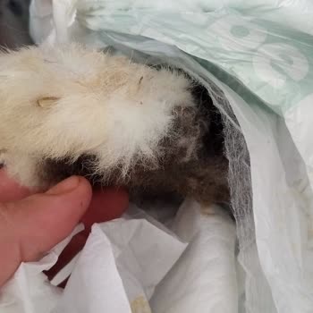 Tavşanımın Kaybı, İlgisizlik Ve Faturasız Yüksek Ücret Mağduriyeti