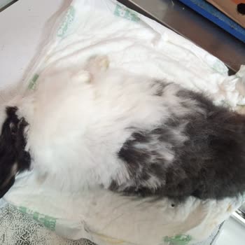 Tavşanımın Kaybı, İlgisizlik Ve Faturasız Yüksek Ücret Mağduriyeti