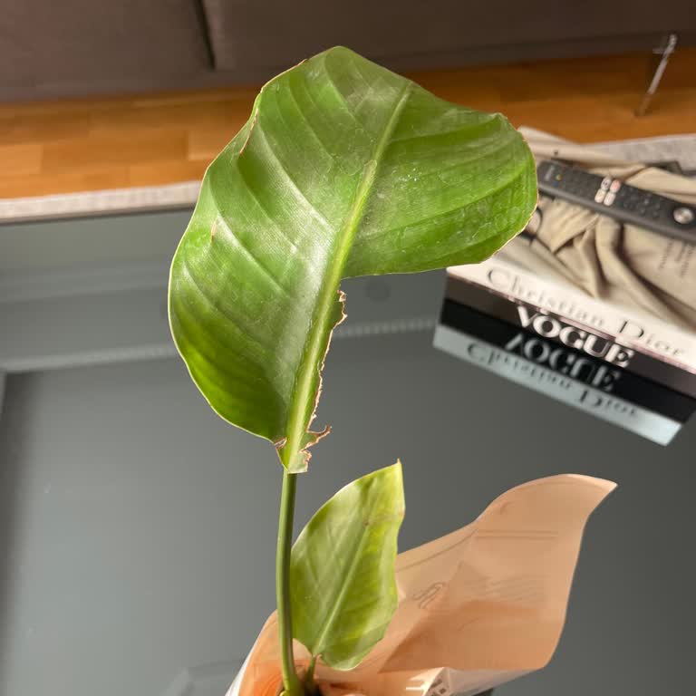 Siparişim Eski Ve Hasarlı Çıktı, Hızlı Çözüm Bekliyorum