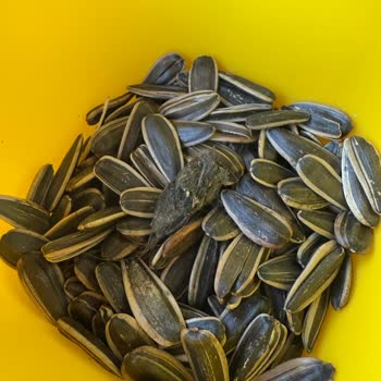 Satın Aldığım Çekirdeğin İçinden Bilinmeyen Cisim Çıktı