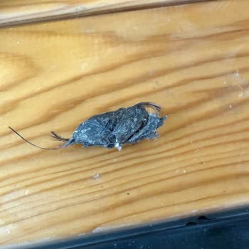 Satın Aldığım Çekirdeğin İçinden Bilinmeyen Cisim Çıktı