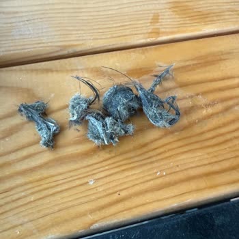 Satın Aldığım Çekirdeğin İçinden Bilinmeyen Cisim Çıktı