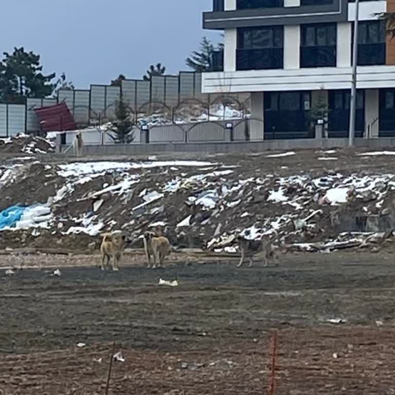 Yukarı Dikmen Vadi Rezidans Çevresinde Başıboş Köpekler Güvenliği Tehdit Ediyor