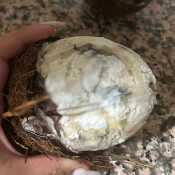 Küflü Hindistan Cevizi Teslimatı Ve Ücret İadesi Talebi