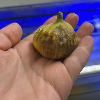 Bozulmuş Ve Kalitesiz Ürünler, İlgisiz Müşteri Hizmeti: Sağlıklı Gıda Arayışım Hüsranla Sonuçlandı