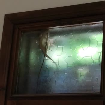 Hijyen Sorunları Ve Para İadesi Mağduriyeti: Belkon Belek Otel Hayal Kırıklığı