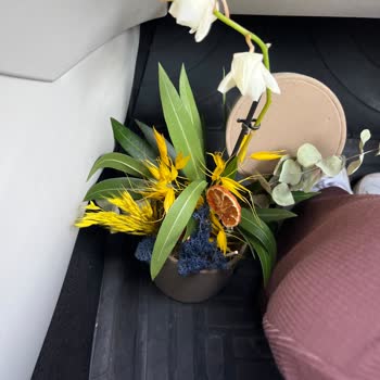 Teslim Edilen Orkide Canlı Değildi Ve Müşteri Hizmetlerinden Yanıt Alamadım