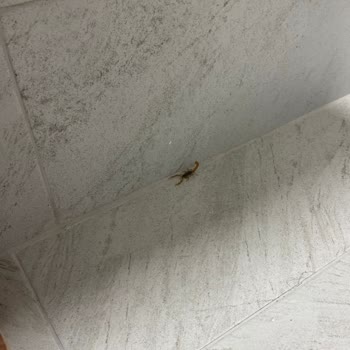 Evde Akrep Ve Sarı Kız Tehlikesi Ailem İçin Ciddi Risk Oluşturuyor