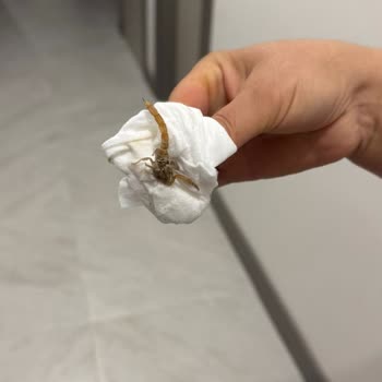 Evde Akrep Ve Sarı Kız Tehlikesi Ailem İçin Ciddi Risk Oluşturuyor