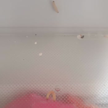 Arçelik Buzdolabımın Soğutmama Sorunu Ve Servis Hizmetindeki Gecikme Mağduriyeti