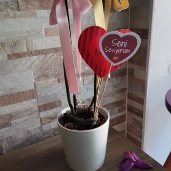 Hastalıklı Orkide Satışı Ve Para İadesi Talebi