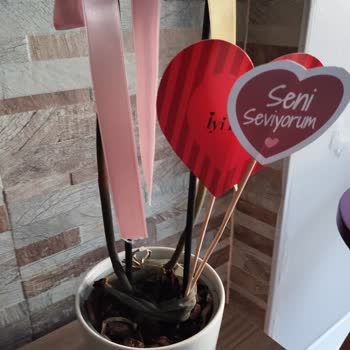 Hastalıklı Orkide Satışı Ve Para İadesi Talebi