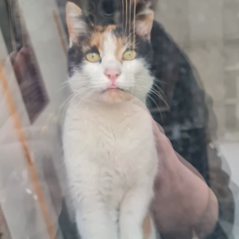 Market Çalışanlarının Sokak Kedisine Yönelik Sorumluluk Ve Bilgilendirme Eksikliği