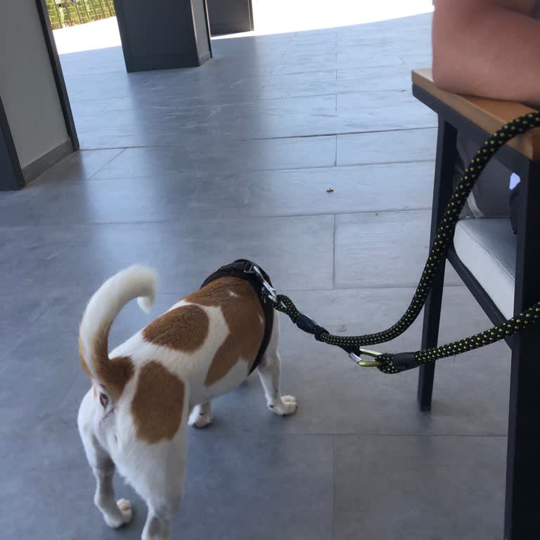 Köpekle Girişte Olumsuz Davranış Ve Uyarı Tabelası Eksikliği