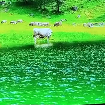 55'Onvo TV Yazılım Açığı, TV'yi Kullanamıyorum!
