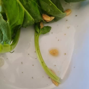 Beyran Çorbasında Streç Film, Rokada Böcek Ve İlgisiz Personel Nedeniyle Mağduriyet