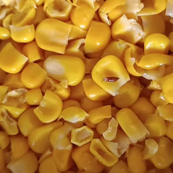 Konserve Mısırdan Böcek Çıktı, Ücret İadesi İstiyorum