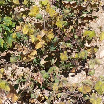 May 455 Pamuk Tohumunda Hastalık Ve Dayanıksızlık Sorunu, Firma Çözüm Sunmuyor