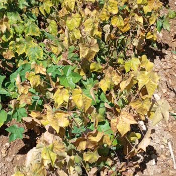 May 455 Pamuk Tohumunda Hastalık Ve Dayanıksızlık Sorunu, Firma Çözüm Sunmuyor