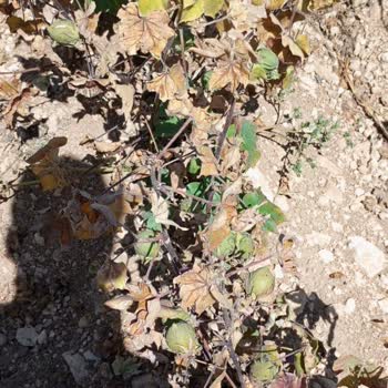 May 455 Pamuk Tohumunda Hastalık Ve Dayanıksızlık Sorunu, Firma Çözüm Sunmuyor