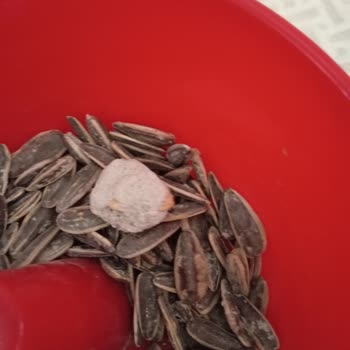 Aldığım Çekirdek Paketinden Yabancı Madde Çıktı, Sağlığım Tehlikeye Girdi