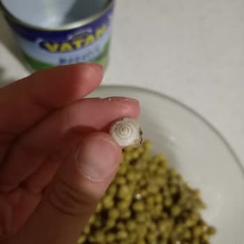 Konserve Bezelyeden Salyangoz Çıktı, Sağlığımız Tehlikede!