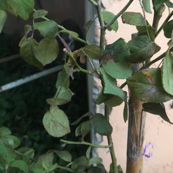 Yanlış Ürün Ve Çifte Kargo Ücreti Mağduriyeti