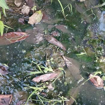 Kanalizasyon Sorununun Yıllardır Çözülememesi Nedeniyle Mağduriyet
