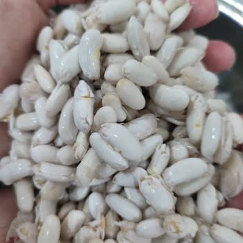 Aldığım Fasulye Hemen Filizlendi, Tazeliğinden Şüpheliyim