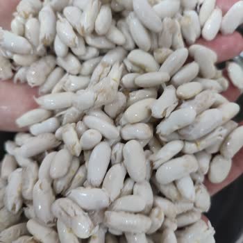 Aldığım Fasulye Hemen Filizlendi, Tazeliğinden Şüpheliyim