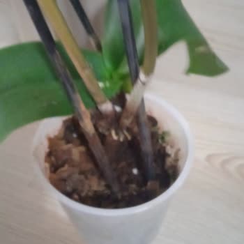 Doğum Günü İçin Alınan Orkide Çürük Çıktı Değişim Talebim Reddedildi