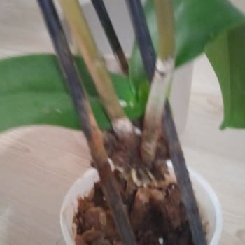 Doğum Günü İçin Alınan Orkide Çürük Çıktı Değişim Talebim Reddedildi