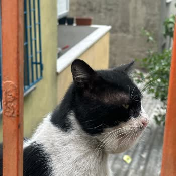 Sokak Hayvanı İçin Acil Müdahale Talebime 3 Gündür Yanıt Verilmedi